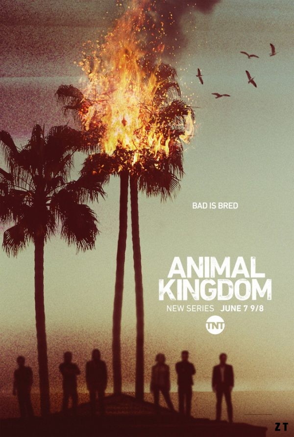 Animal Kingdom S01E06 FRENCH HDTV